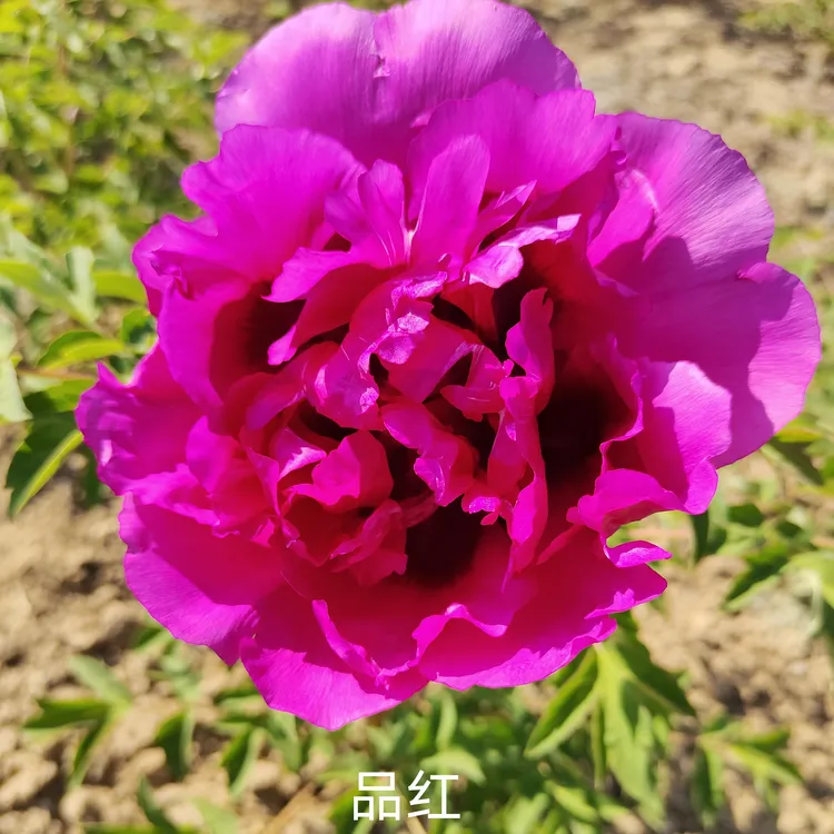 品红西北紫斑牡丹树苗包邮耐寒耐旱庭院