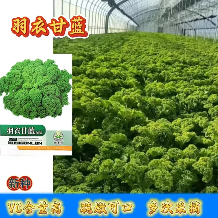 【羽衣甘蓝种子】家庭小院阳台抗寒耐冻四季盆栽地栽可食用H