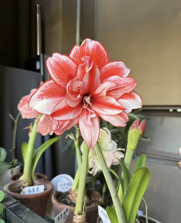 栖野绿境 现货新球荷兰进口重瓣朱顶红【火焰黛丝】1颗包邮