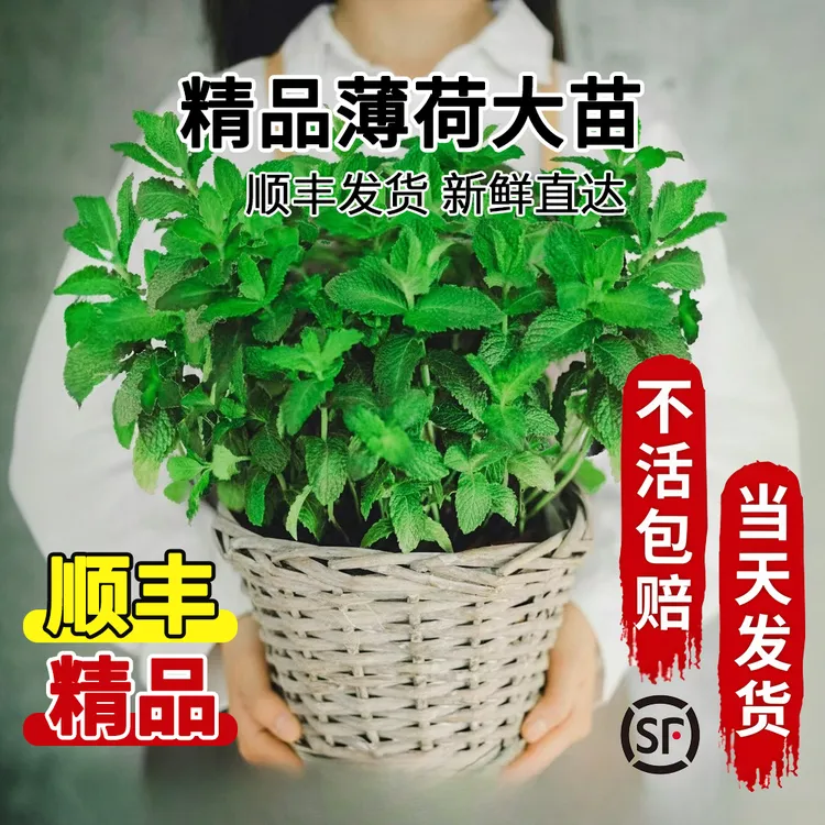 顺丰发货薄荷盆栽可食用大苗室内驱蚊绿植迷迭香四季植物绿植盆栽