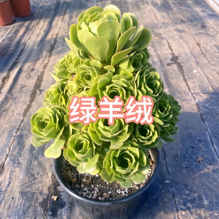 老桩绿羊绒法师多肉植物绿玫瑰法师多肉脱盆脱土裸根发货