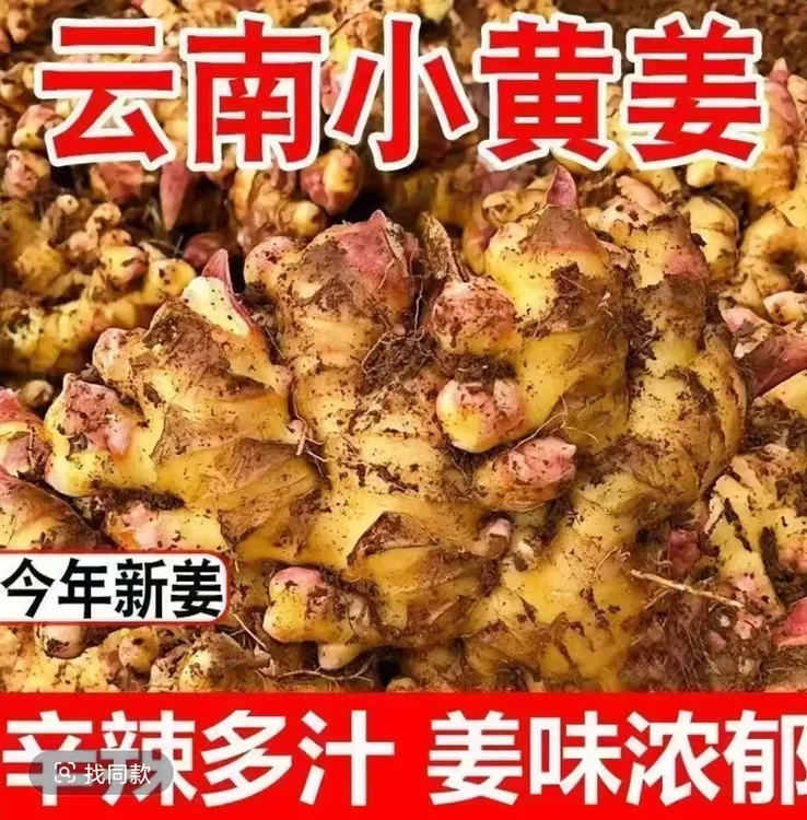新鲜现挖红芽小黄姜新姜当季蔬菜可做泡姜新鲜产地包邮直发3斤5斤