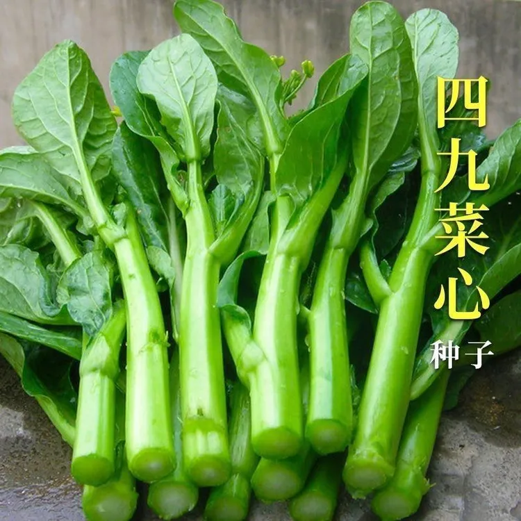 【四九菜心种子】种籽菜种菜苔菜心四季蔬菜孑广东菜芯莱菜籽心籽种商品图