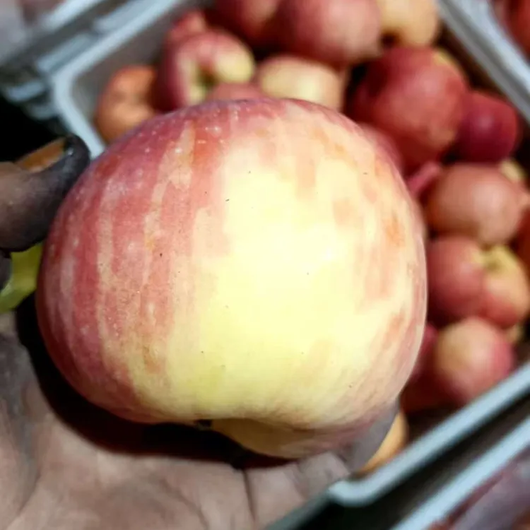山礼怡君特价宜君山地丑苹果生态果红富士苹果5斤新鲜脆甜包邮
