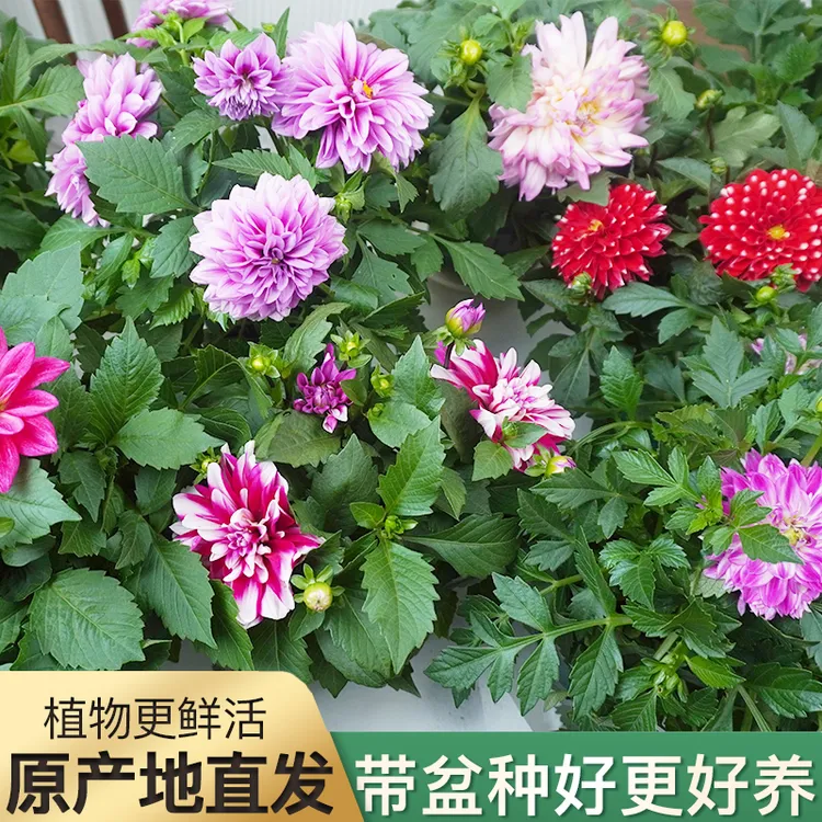 重瓣大丽花盆栽发货多年生耐寒耐热盆景阳台四季庭院花卉年宵花