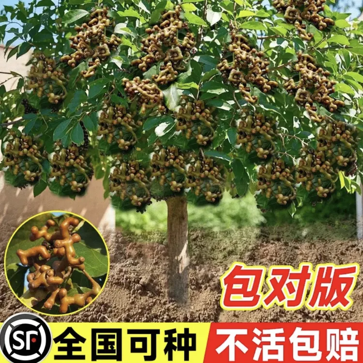拐枣果树苗 拐枣树苗 万寿果、鸡爪连 金钩梨当年结果苗 盆栽地栽