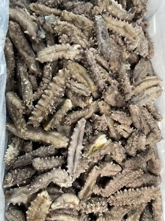 海参【2斤海参段】即食海参段 深海海参 做粥做菜 营养美味