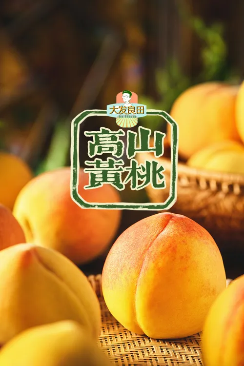 湖南怀化辰溪新鲜高山黄桃脆甜多汁-精品大果（顺丰包邮）