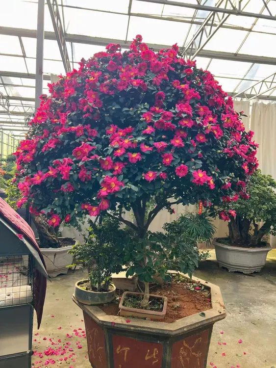 茶梅立寒财神丹玉小桃红朝仓乙女昭和之荣耐寒抗旱四季常青绿植