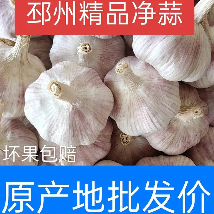 批发2025邳州精品净蒜，大蒜源头干度足蒜头饱满辛辣，产地直发