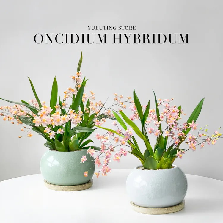 香水文心兰盆栽带花苞梦香兰兰花植物办公室桌面绿植花卉盆景四季