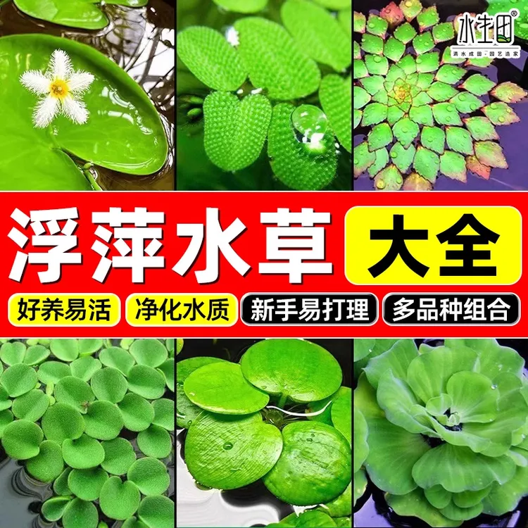 浮萍水草大全坨草室内造景绿植盆栽客厅桌面水培植物睡莲迷你喜阴