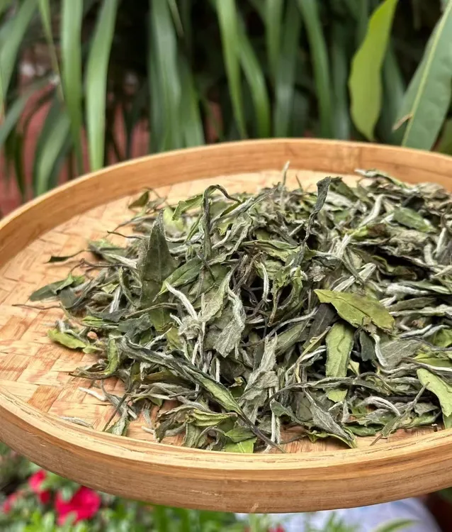 ruida/瑞达福鼎白茶2025高山老树抛荒白牡丹