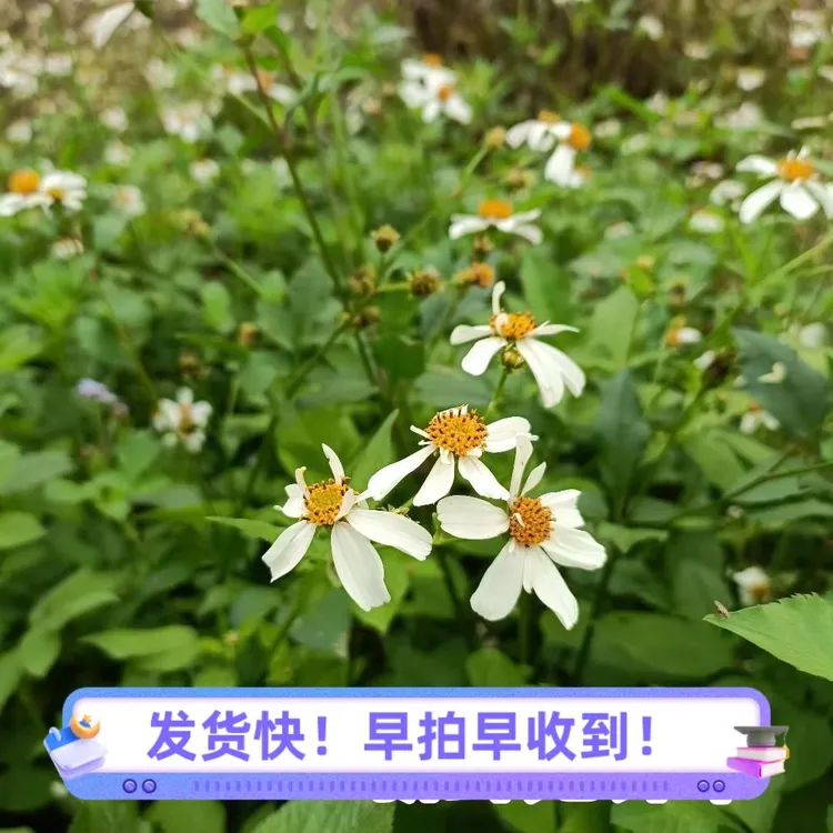 鬼针草新鲜白花鬼针草中药材四方枝三叶一包针儿童三叶鬼针草新货