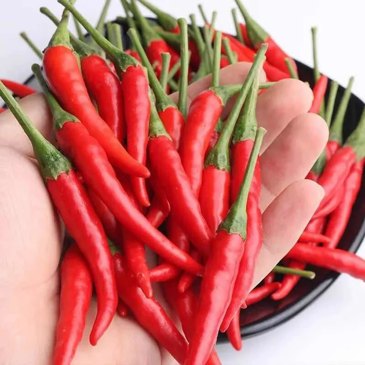 云南新鲜香辣红米椒特辣王现货鲜椒超辣小米辣正宗朝天椒椒包邮
