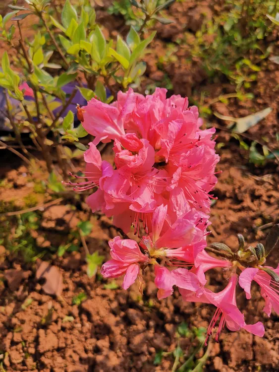 映山红四季常青杯苗