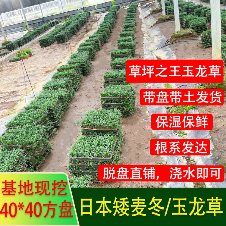 日本玉龙草矮麦冬草盘苗庭院耐寒绿化四季常绿草坪沿阶矮生麦冬