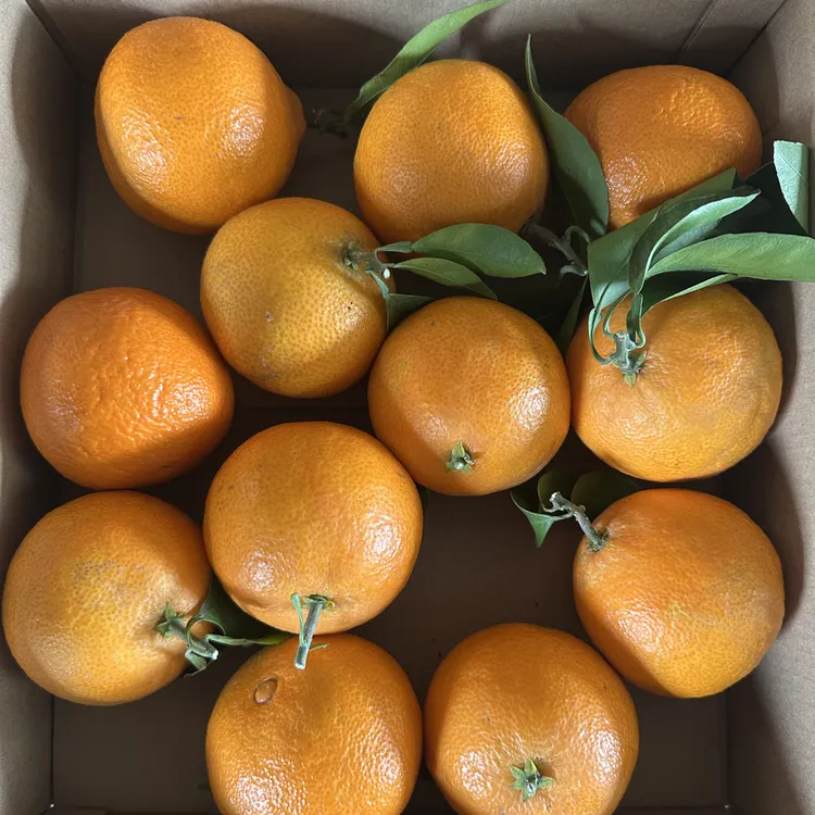 正宗象山红美人果园直发新鲜水果应季皮薄多汁尝鲜中果