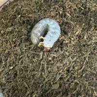 独角仙卡布达无忧罐（1-2龄幼虫）（活体甲虫幼虫）