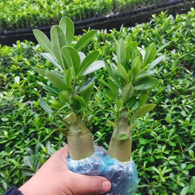 沙漠玫瑰三年老桩2棵喜阳耐旱耐高温懒人植物阳台绿植