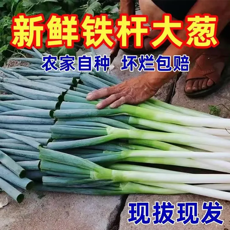 【到手9-10斤】新鲜铁杆大葱现挖现发甜脆多汁蔬菜产地直发