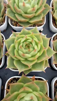 50#冰碴单头（3-5cm）带盆土