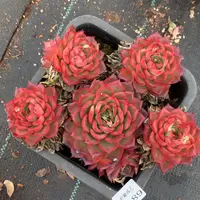 1189心开花介意不拍20厘米