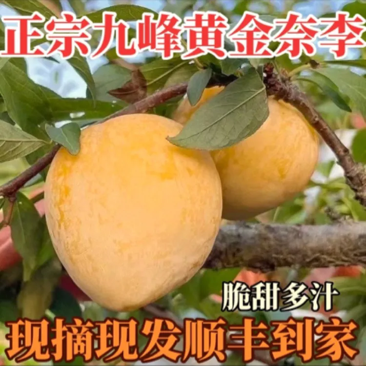 正宗乐昌九峰山黄金奈李子新鲜水果现摘当季孕妇冰糖蜂蜜李恐龙蛋