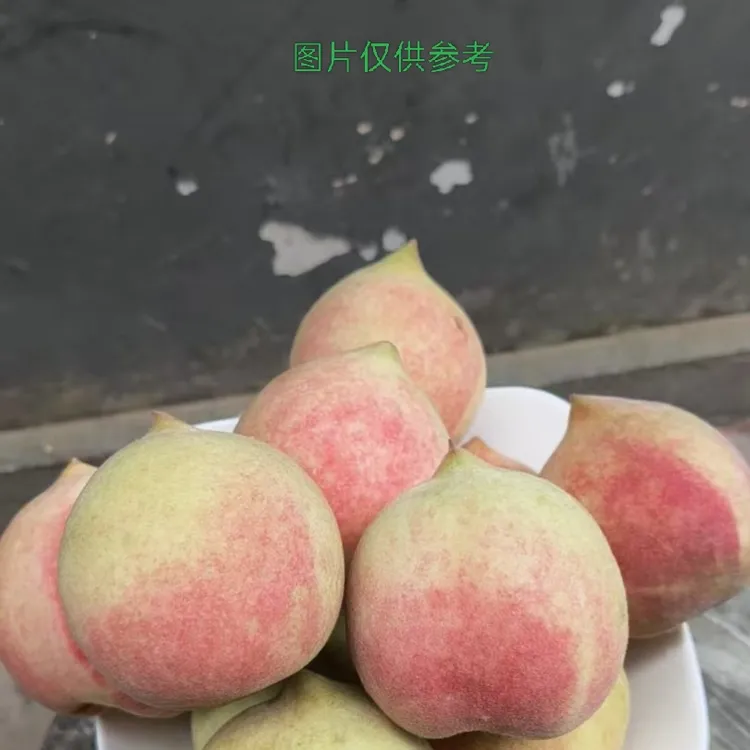 新鲜现摘脆甜多汁应季国庆桃脆蜜桃水果