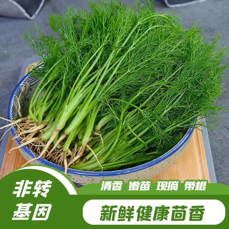 新鲜天然茴香种植小茴香菜苗新鲜现摘饺子馅包子馅素菜馅应季蔬菜