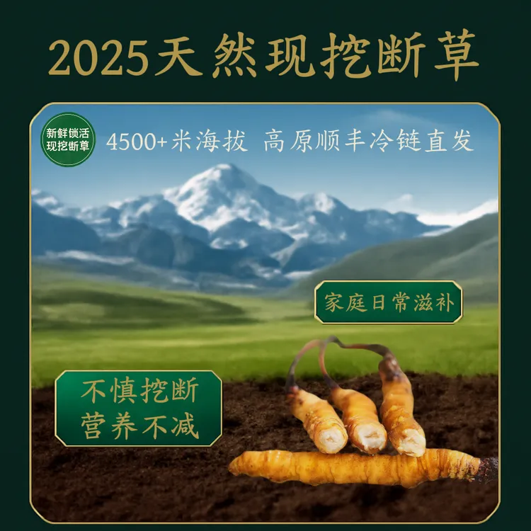 青藏高原新鲜冬虫夏草·断草 2025｜人工采挖｜营养不减｜性价比之选