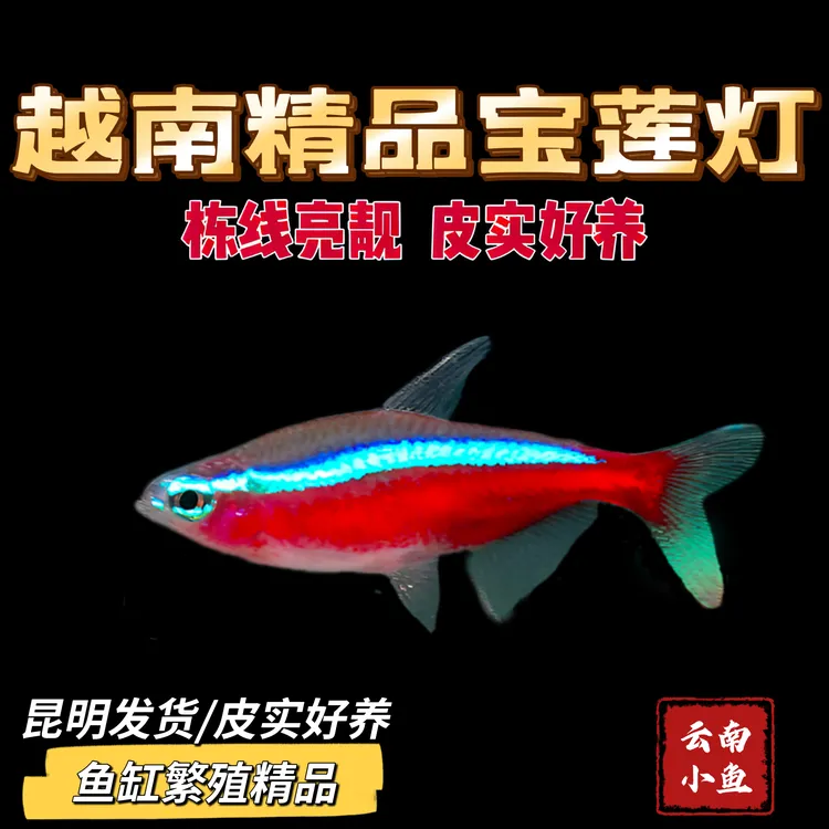 越南进口宝莲灯鱼小型热带灯科观赏鱼淡水草缸群游鱼灯鱼之王