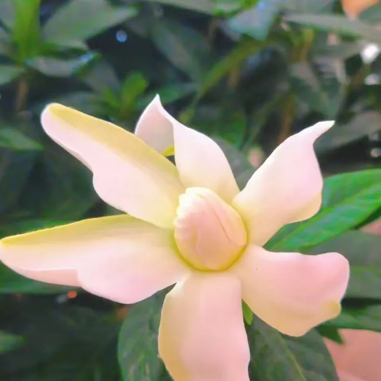洗完根浓香小叶栀子花浇水不烂根