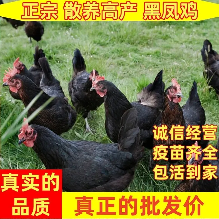 【买一送一】到手两只果林散养黑脚黑凤老母鸡 顺丰冷链新鲜直达