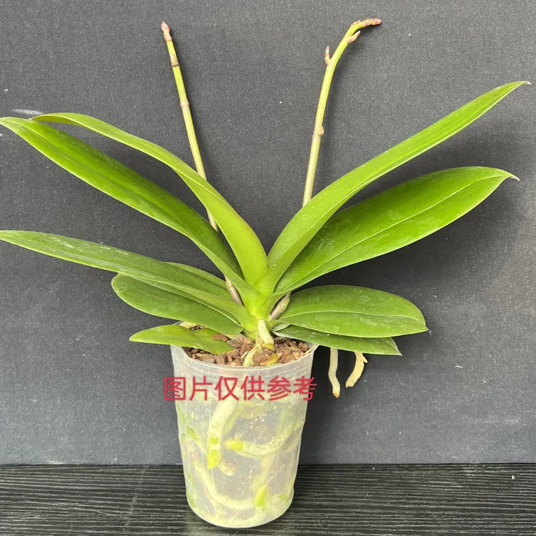 【花草情抒专属】华乐种苗椎名洋兰（成熟苗）