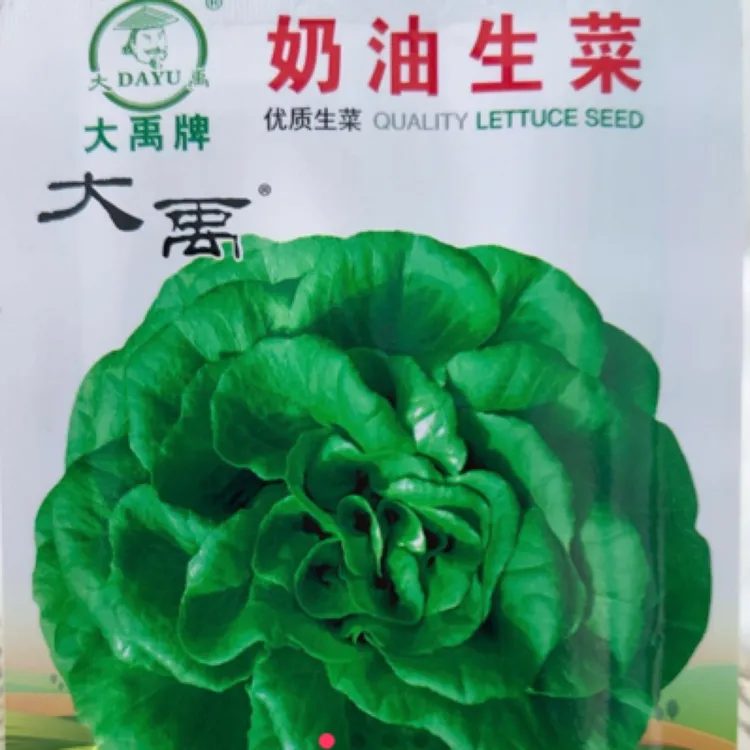 奶油生菜种子（约20克）