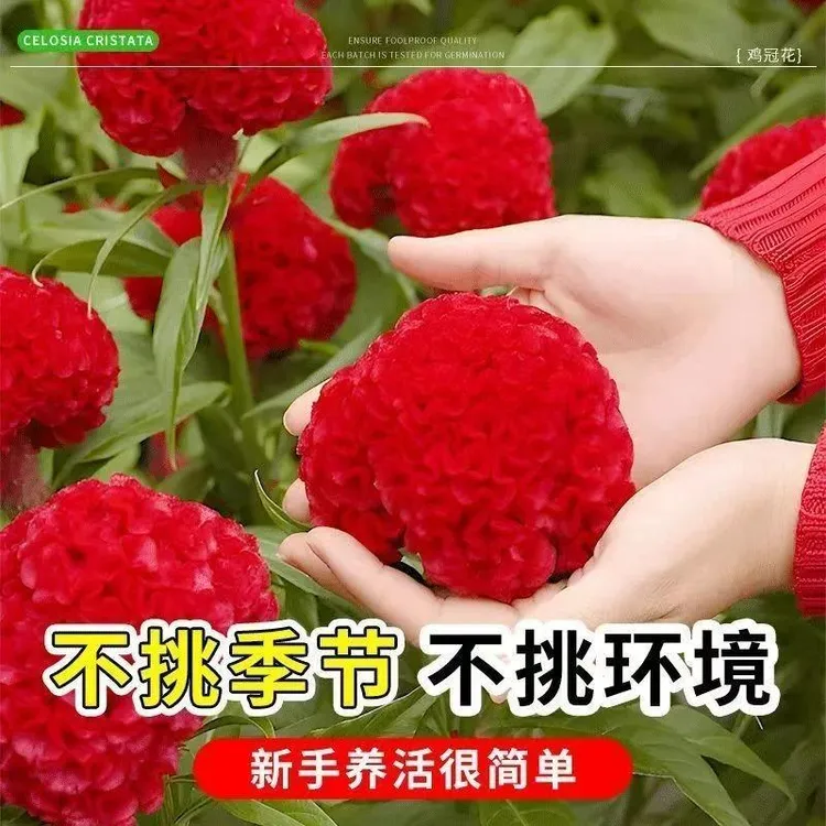 鸡冠花种子  鸡冠花种子四季种植盆栽地栽阳台小院种植商品图