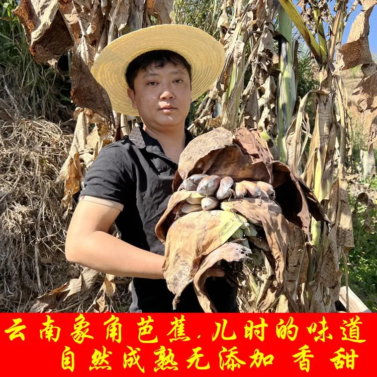云南临沧象角芭蕉野芭蕉新鲜采摘应季水果3斤装