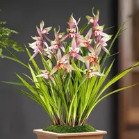建兰【红贵妃】5花剑起 浓香金边线艺好养室内花卉盆栽