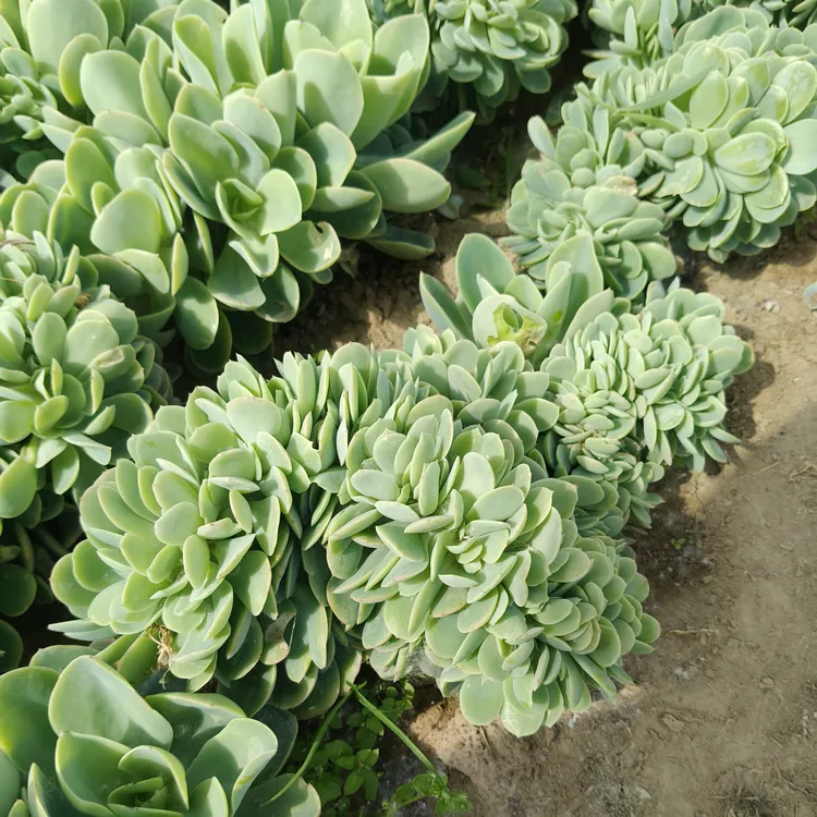 碧桃缀化多肉植物