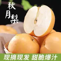 【秋月梨】好吃的梨（箱/带箱7-8斤）整箱7-8颗左右装