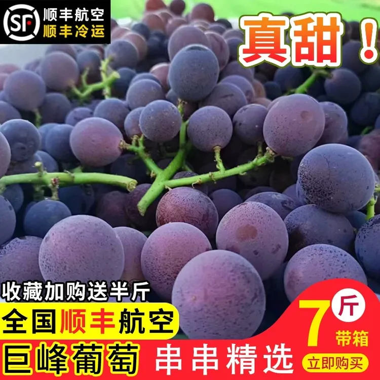 【顺丰包邮】浦江巨峰葡萄新鲜采摘孕妇水果浙江葡萄5斤整串送礼