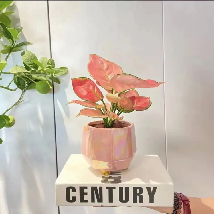【吉利红】竹芋盆栽植物室内四季好养如意皇后花卉办公桌面彩叶绿植