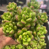 丸叶松绿 多肉植物新手好养（全店满9.99包邮）