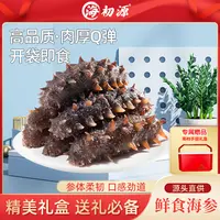 【可试吃1根】海初源鲜食款即食海参到手两斤约12-16只 A