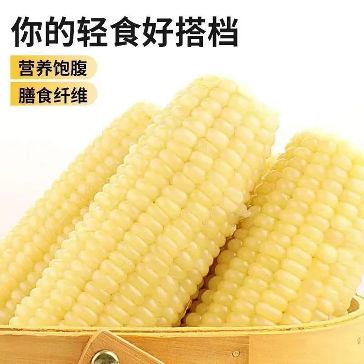 2025年头茬东北粘玉米336甜糯8棒（大棒）