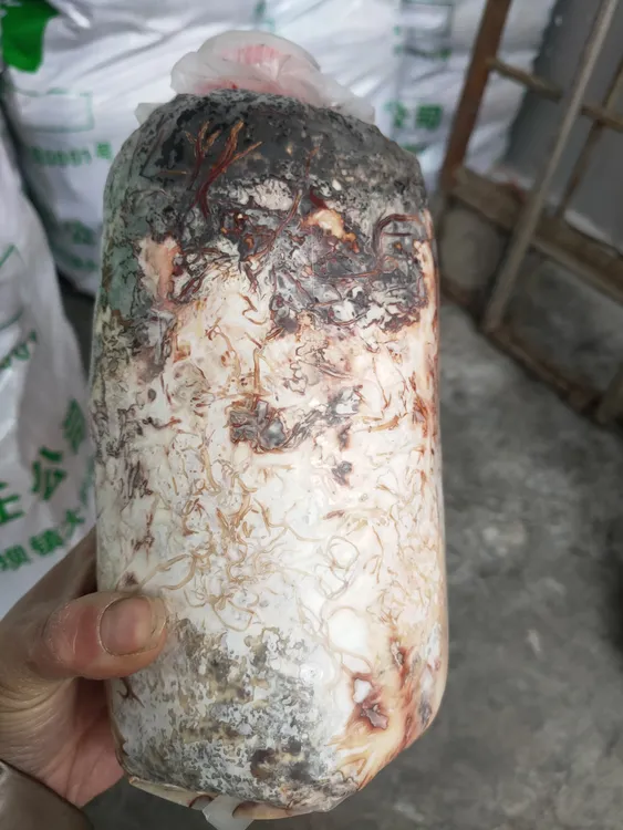 天麻伴生菌蜜环菌