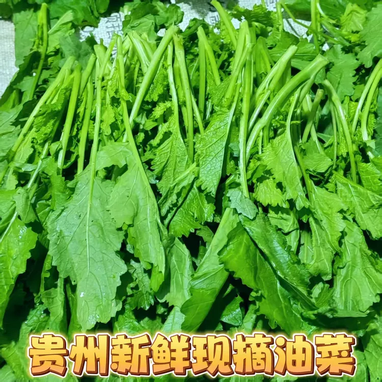 贵州高山现摘油菜新鲜苦油菜腊菜小青菜火锅野菜做酸菜冲菜必备