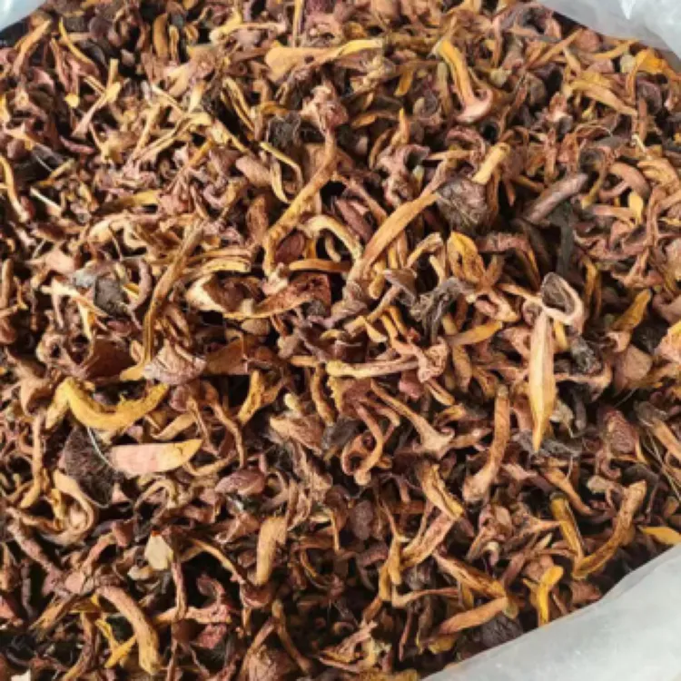 东北野生红松树伞