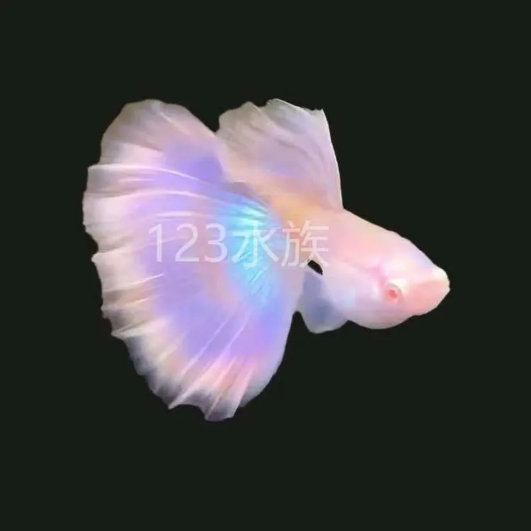 越南进口金粉孔雀鱼孔雀鱼金粉世家金粉孔雀鱼墨紫白子孔雀鱼